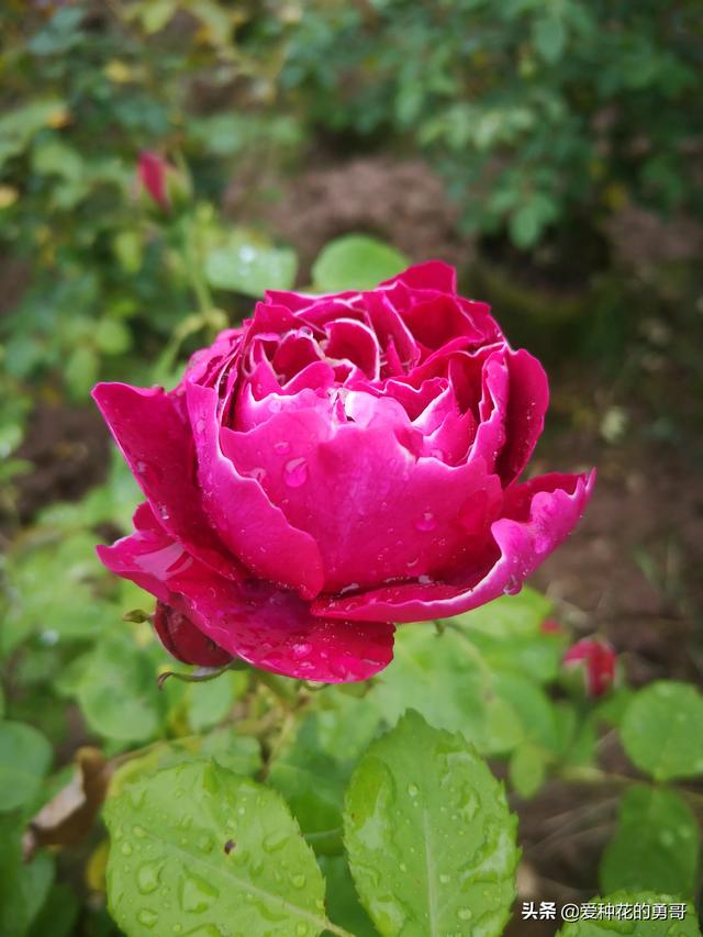 最香的几款月季品种是什么？插图15