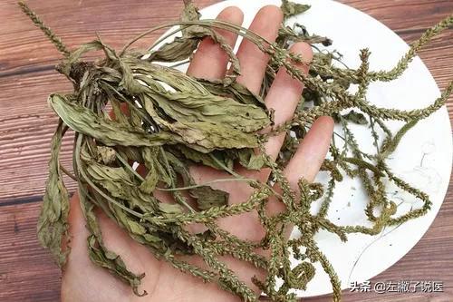 车前草对痛风有什么用？