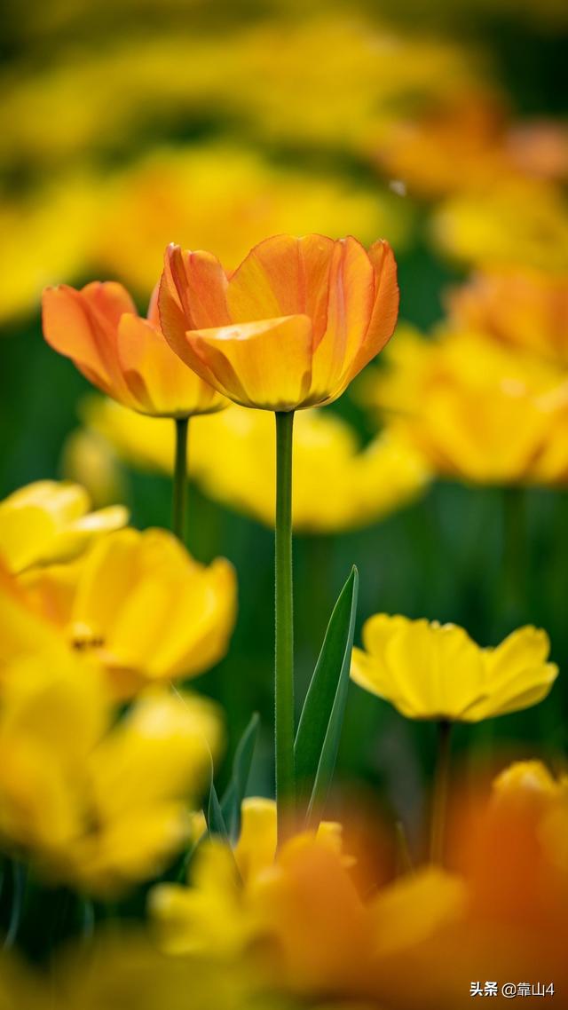 头条问答 女人要有安全感 只能自强自立吗 62个回答