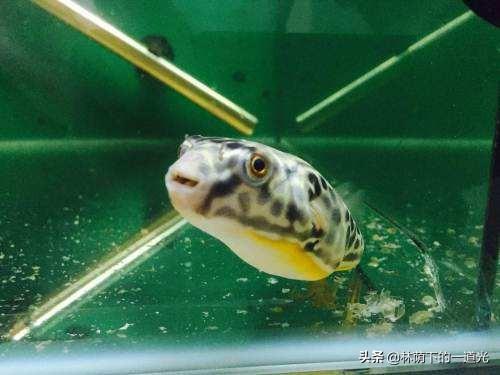 红珍珠狗头饲养:40厘米小鱼缸，想养一条纯淡水冷水狗头鱼，有什么品种推荐？