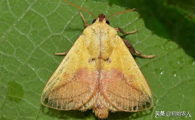 头条问答 - 核桃树和枣树上长的八角老虎怎么治?(5个回答)