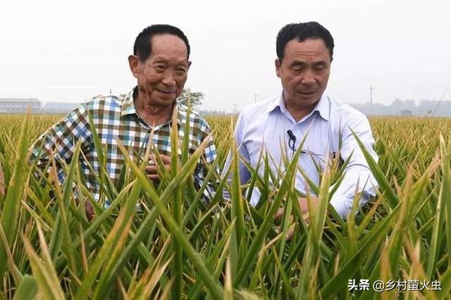 有人说80%的人吃的都是谢华安的“汕优63”，为何袁隆平才是水稻之父？