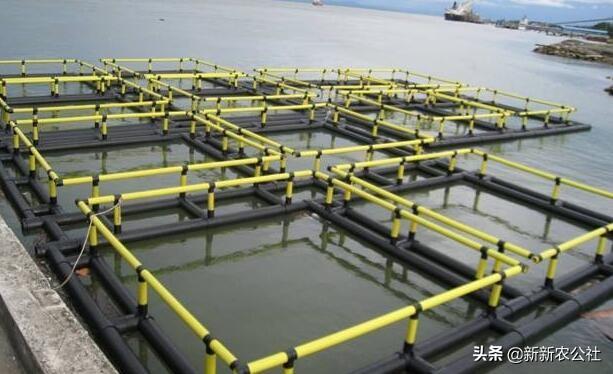 网箱养殖军曹鱼:一立方网箱可以养殖多少鱼？