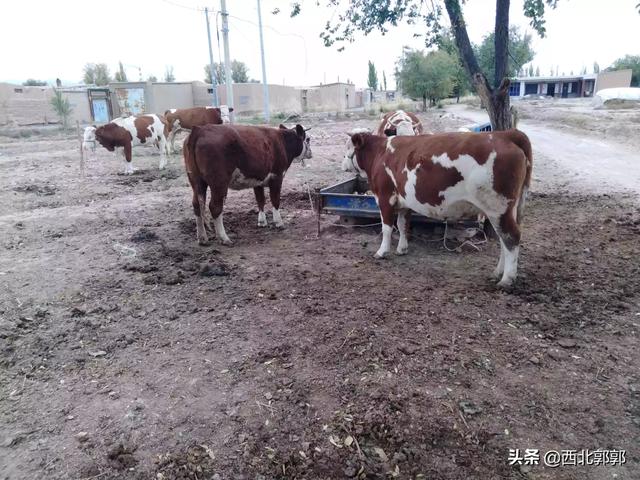奶牛多少钱:养殖一头公牛和一头养殖母牛分别可以赚多少钱？