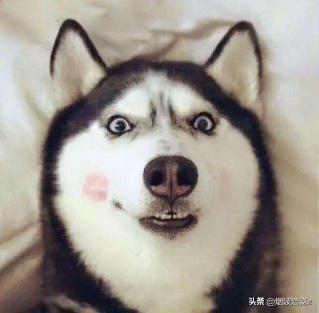 雪橇犬哈士奇能看家吗:哈士奇到底适不适合当军（警）犬？