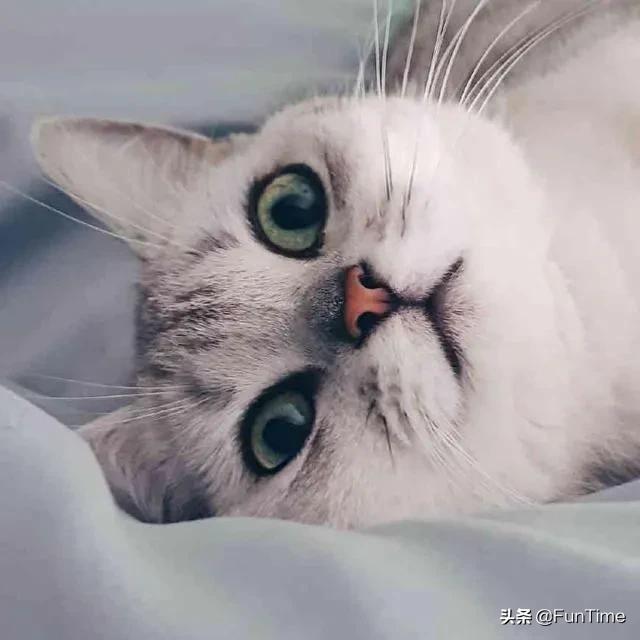 猫样:养了一只有「小心机」的猫/狗，是一种怎样的体验？