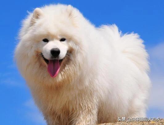 萨摩耶图片:为什么说饲养萨摩耶之后会把自己“害苦”？