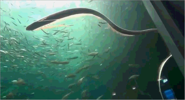 海岛巨人之谜，大海蛇之谜，巨型海蛇是否存在