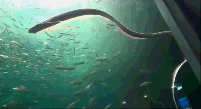 南非海怪:大海蛇之谜，巨型海蛇是否存在？