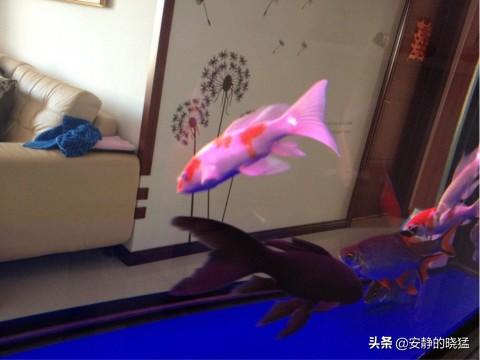 凤尾锦鲤:白色的锦鲤尾巴有点变红怎么回事？