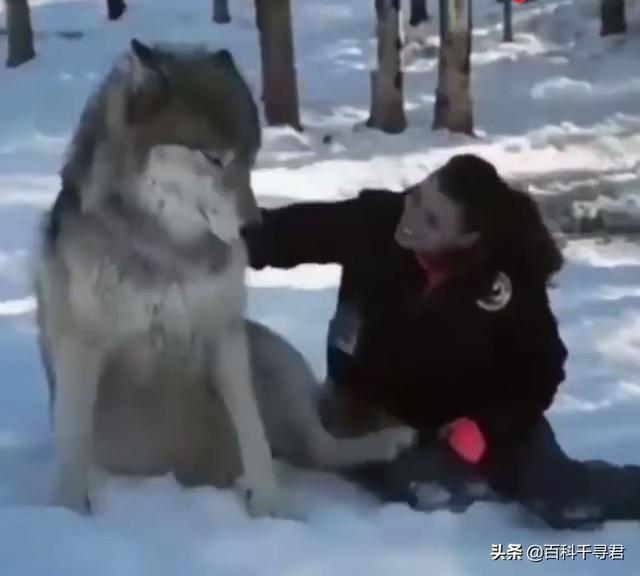 狼和狗的区别:狼与狗的最大区别是什么呢，有些狗会狼嚎，那狼会不会狗叫呢？