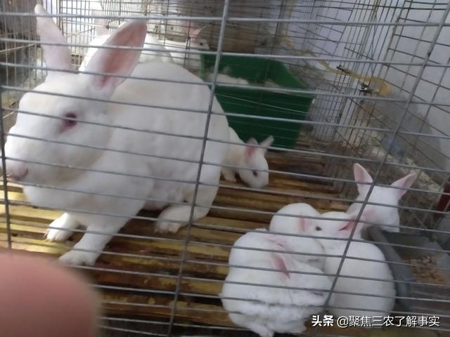 阿诺泰兔预混料:高温季节，母兔如何催产？