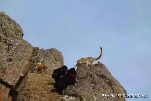 现在还有真正的藏獒吗？