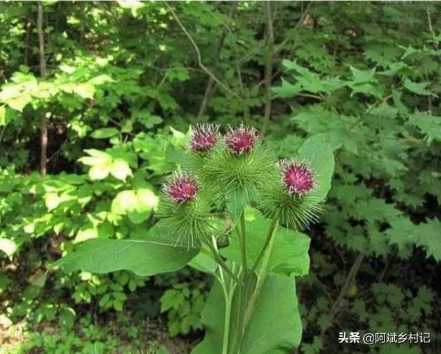 imacros(imacros教程)