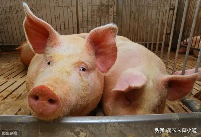 饲料鱼:饲料鱼放在清水里要好吃点吗？