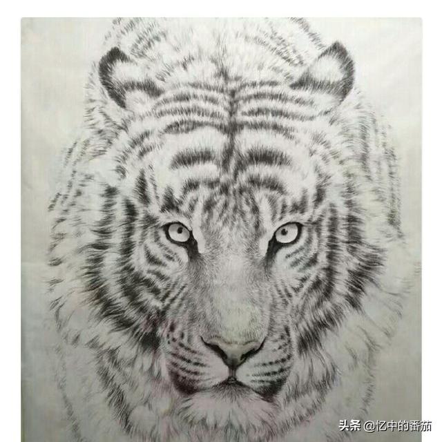 毛老虎:毛老虎的功效与作用 工笔老虎怎样能画出毛质的感觉？