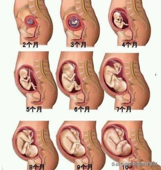 有胎芽是怀孕多少周了，怀孕五周看见胎芽胎心怎么办