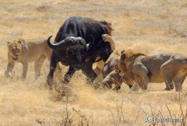 白肢野牛平均体重，野外狮子比老虎捕食的猎物大吗