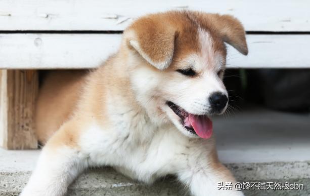 秋田犬好养吗知乎:秋田犬为什么被禁养 忠犬八公秋田犬为什么这么少人饲养？不受大家欢迎的原因是什么？
