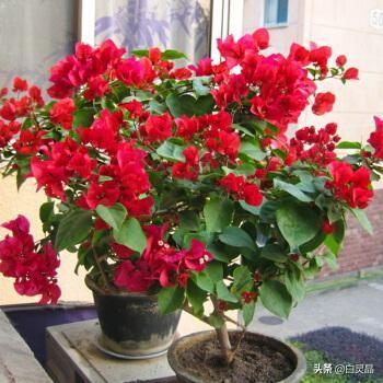 3种花是大忌千万不能养,盆栽勤花三角梅要不要控水？