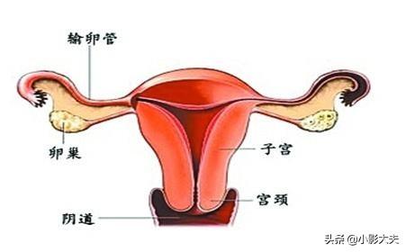 药物去势:揭秘化学阉割，化学腌割后还能生育吗？