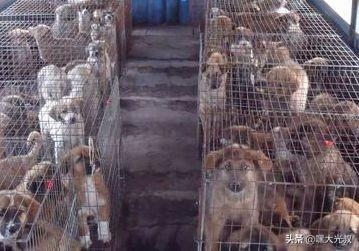 土狗价格:养殖土狗“笨狗”能赚钱吗？