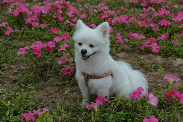 米格鲁犬遛弯能放狗绳吗:为什么有人提倡公共场合禁止遛狗？