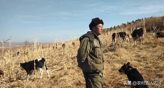 牛肉零售价高达45元,行情那么好,为何还有人养牛亏本？