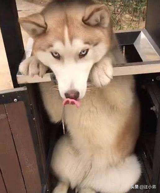 罗威纳犬复仇评价:天生牙为何要向丛云牙和铁碎牙复仇？