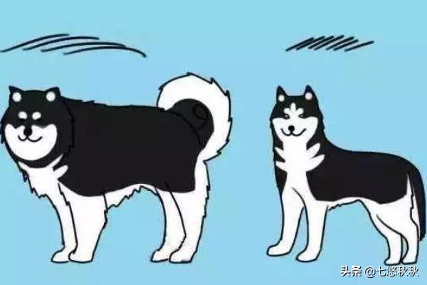 阿拉斯加和西伯利亚雪橇犬:哈士奇和阿拉斯加有什么区别？