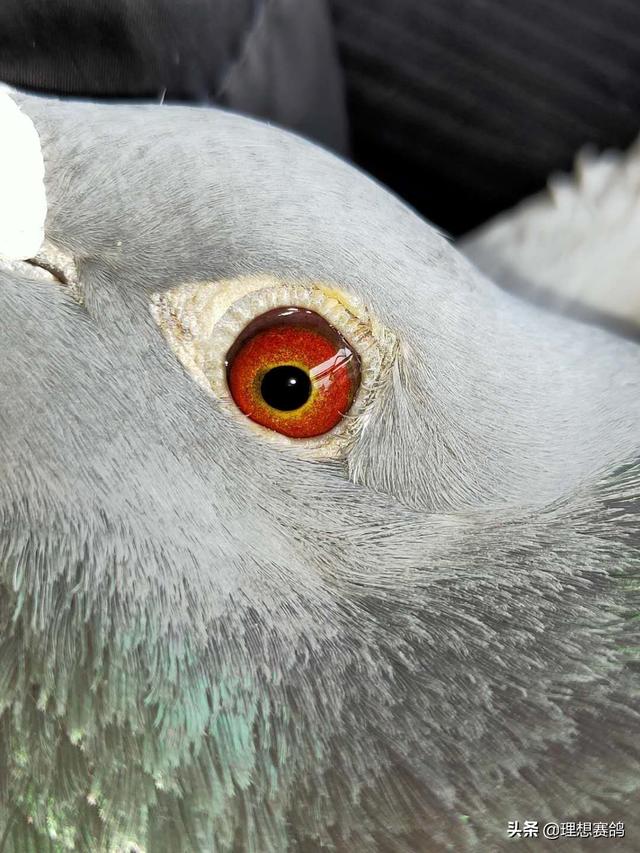 头条问答 - 鸽子得了沙门氏能自愈吗?(3个回答)