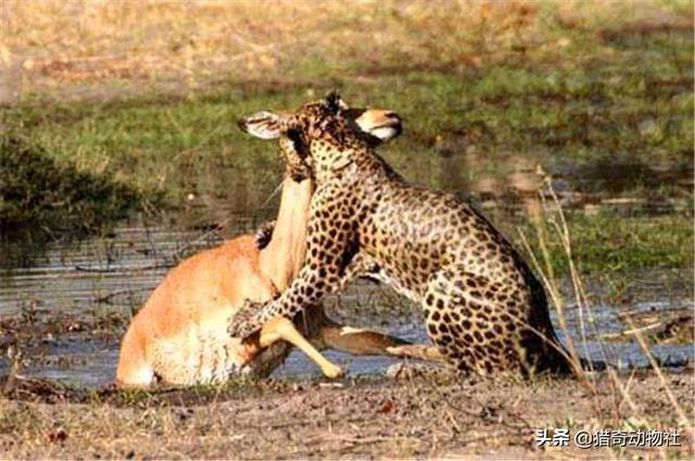 维尔赛福区块链，为什么鳄鱼攻击水牛不敢攻击豹子，难道他知道豹子凶