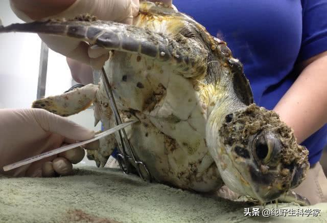 抹香鲸的图片和视频:为什么说抹香鲸是哺乳动物中的“潜水冠军”？