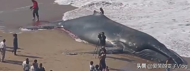 鲸鱼爆炸:为什么不能靠近死亡的鲸鱼？