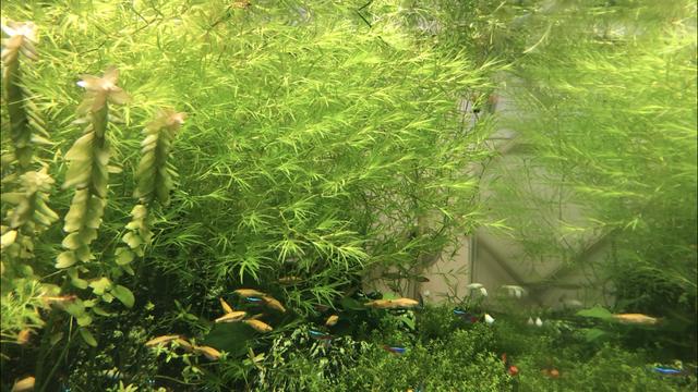 海鲜水族箱图片:水族箱图片大全 可以嗮嗮你们的鱼缸照片吗？
