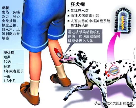 上海狂犬病发病率:被健康的狗咬伤，需不需要打狂犬疫苗？