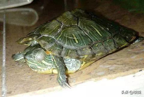 巴西龟怎么养 白眼病:巴西龟得了白眼病，脖子总是一伸一缩的，是呼吸道发炎吗？