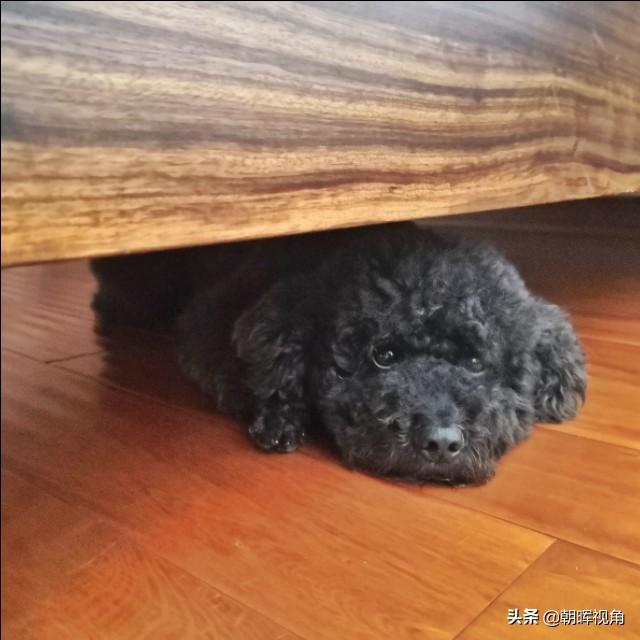 狗狗冲冲冲迅雷下载:你家狗狗做过什么让你哭笑不得的事？