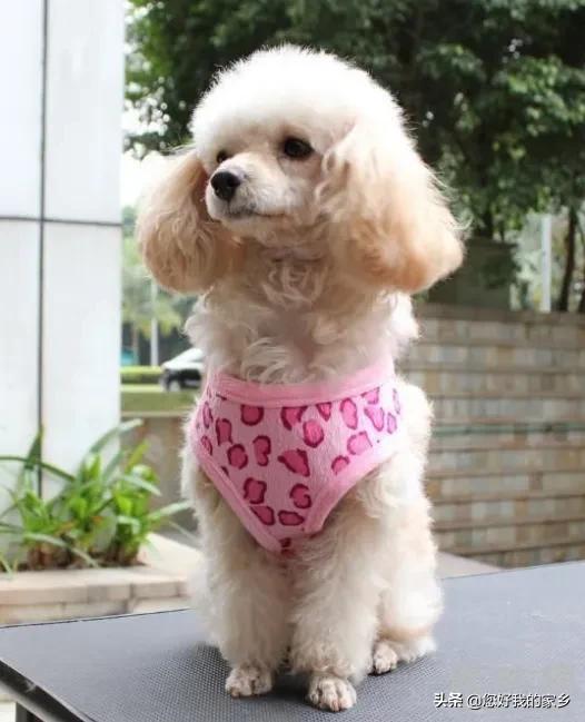大家认为哪种小型犬最可爱？