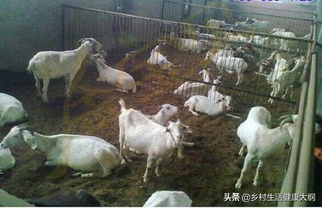 寄生虫性皮肤病用什么药:寄生虫性皮肤病症状 常见的羊皮肤上寄生虫病，养羊如何进行治疗？
