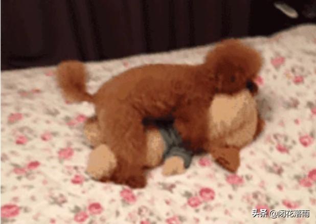 北京宠物狗贝生吉犬的性格特点:贵宾犬常见的性格有哪几种呢？