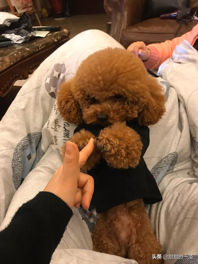 泰迪狗狗训练教程:泰迪犬好训练吗？该如何训练？
