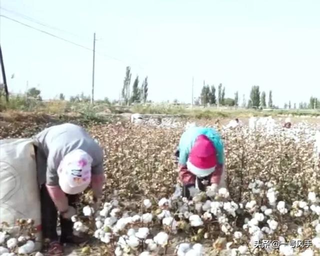 新疆棉花事件始末，新疆是中国产棉花第一大省，去新疆捡棉花一个月多少报酬