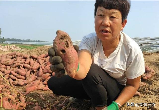 红薯地下虫害怎么办？我种的全生虫，没一条好的，全是苦味？