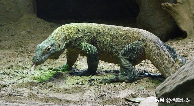2006龙吃人，如果人被科莫多巨蜥咬伤了，会不会死为何