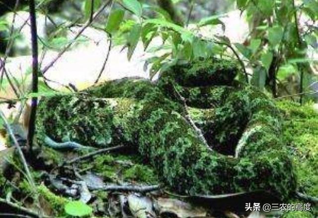 东北的土球子蛇是什么蛇:土球子蛇学名是什么 老有人说见过碗口粗的蛇，辽宁的蛇最大能长多大？