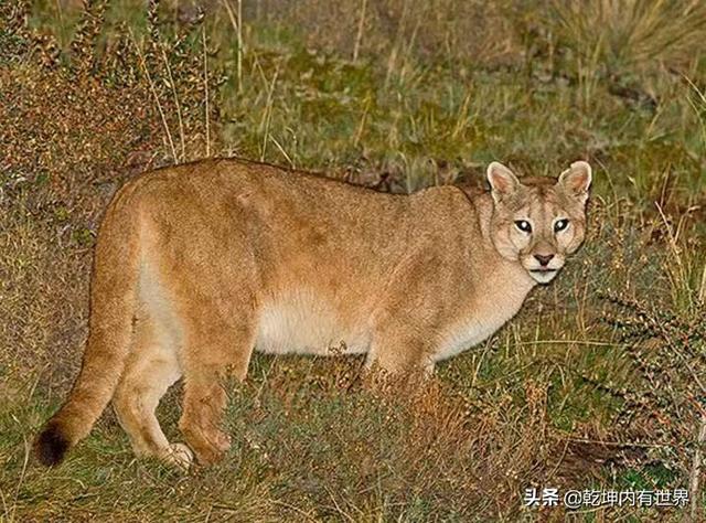 杜高犬打猎视频:杜高犬可以作为打猎犬打野猪吗？