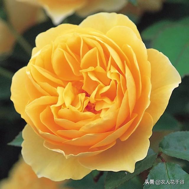 vents月季花品种介绍及图片:都来比比晒晒5.1节拍的月季花，看看谁拍的最养眼？怎么样？