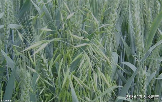 节节麦用什么除草剂，小麦春季应该用什么药除草