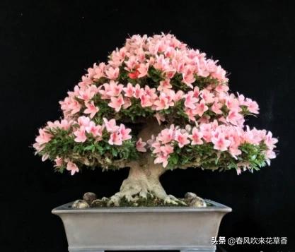 鹃形目嗉囊:杜鹃花可以经常转动花盆吗？